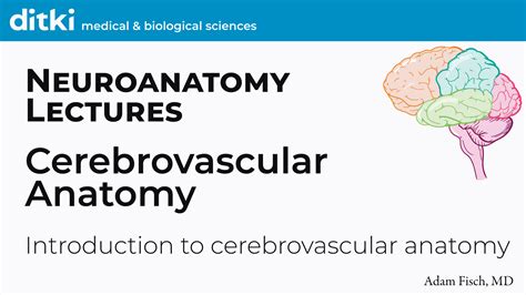 Neuroscience Fundamentals Cerebrovascular Anatomy Slides Ditki Medical Biological Sciences
