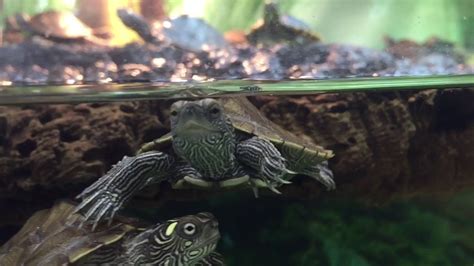 25 Turtles In 30 Gallon Tank With Floating Land On Water Youtube