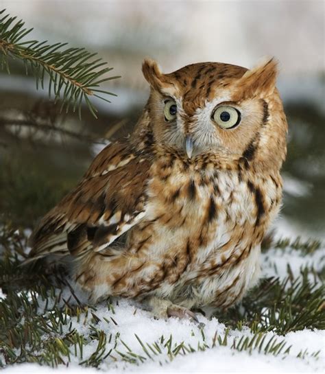 Check out our screech owls selection for the very best in unique or custom, handmade pieces from our shops. Screech Owl | Owl Facts and Information