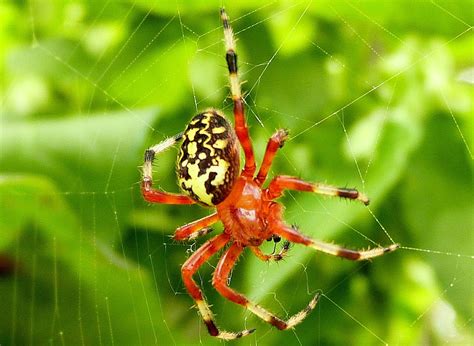 Marbled Orb Weaver Spider Project Noah