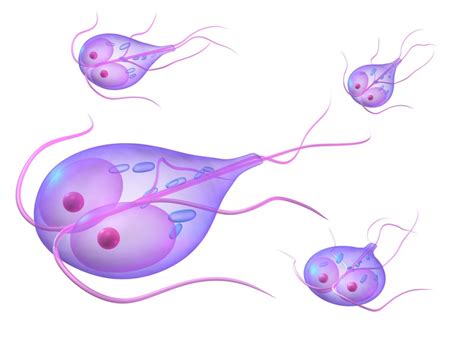What Is Giardiasis Causes Symptoms And Treatment