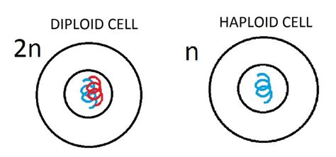 Diploid Cell Cell With A Diploid Number Of Chromosomes2n Science