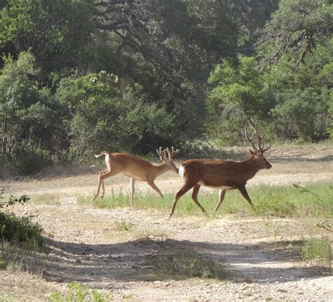 Landl Adventures Whitetail And Exotic Hunting Ranch Wimberley Texas