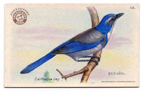 Vintage Clip Art Bright Blue Bird Advertising The Graphics Fairy
