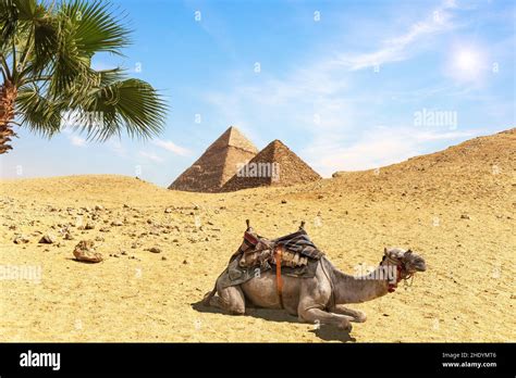 Egipto Pirámides Camello Egipcio Egypts Pirámide Camellos Fotografía De Stock Alamy