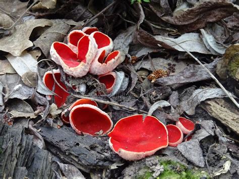 Beautiful Red Fungus On Woodland Floor Stock Photo Image Of