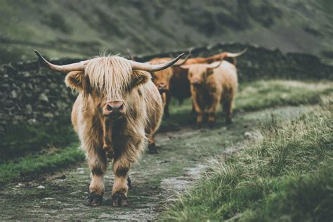 Highland Cow Wallpapers Top Free Highland Cow Backgrounds