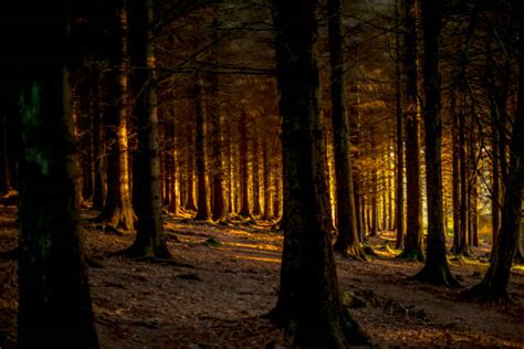 Deep Woods Stock Photos Pictures And Royalty Free Images Istock