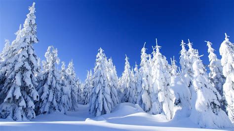 Aggregate More Than 76 Snowy Trees Wallpaper Latest Vn