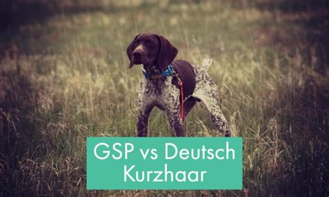 German Shorthaired Pointers Vs Deutsch Kurzhaar Explained Gsp Owners