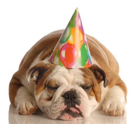 Dog Wearing Birthday Hat Stock Image Image Of Bulldog 6923449