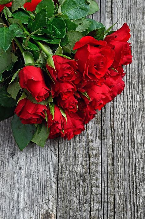 Red Red Rose Love Romantic Roses Nature Romance Beauty