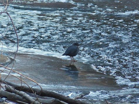 ebird checklist 20 nov 2023 edmonton whitemud park 2 species