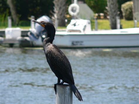 The starting gate restaurant moschello's italian restaurant and new york style pizza Homosassa Riverside Resort and Marina - VISIT NOW - 32 ...