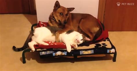This Is An Awesome Compilation Of Cats Being Jerks To Their Doggy