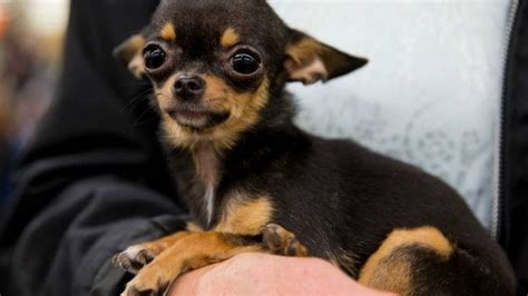 ¡son Adorables Conoce Los Tipos De Perros Chihuahua Que Puedes Adoptar Tribuna