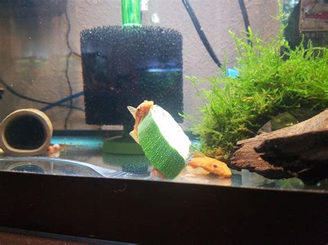 We did not find results for: Plecos enjoying zucchini : pleco