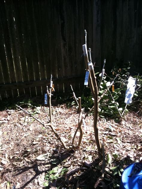 In this video i will show you how to set up an account and place an order for citrus budwood from california's citrus clonal. Category: Grafting/Propagation - The Bell House - Growing ...