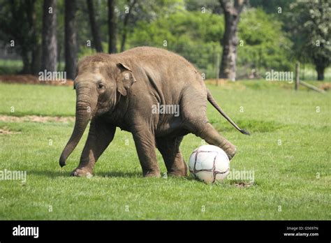 Elephant Donna Plays Football Zsl Whipsnade Zoo Near Dunstable Hi Res
