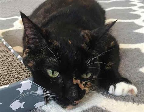 Tortoiseshell Tortie Cat For Private Adoption In San Diego California