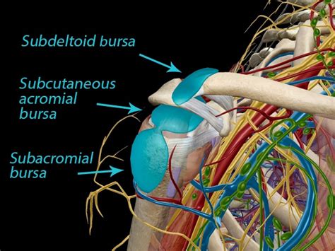 Bursitis The Fallen Unsung Heroes Behind Joint Mobility