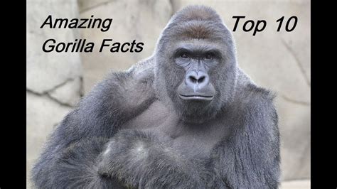 Top 10 Amazing Gorilla Facts Rip Harambe Youtube