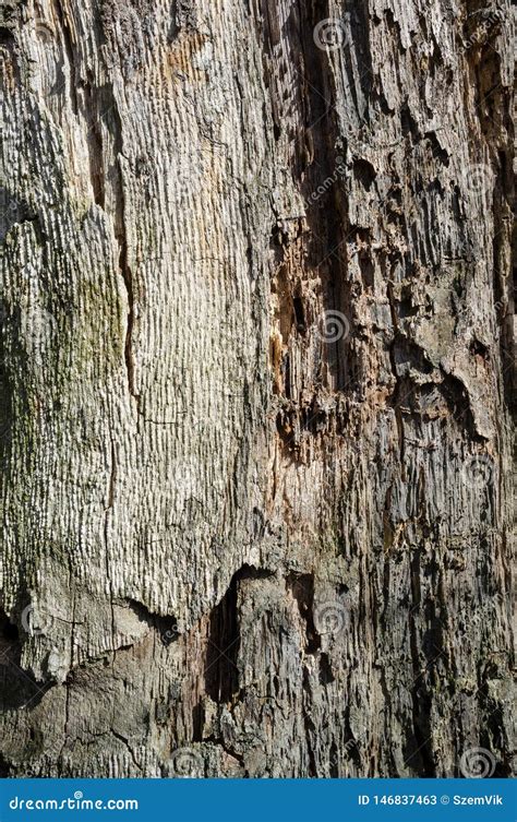 Old Poplar Tree Bark Or Rhytidome Texture Detail Stock Image Image Of