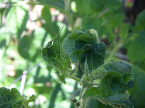 Tomato Leaves New Growth Is Curling Over Butterflies Tomatoes Worms