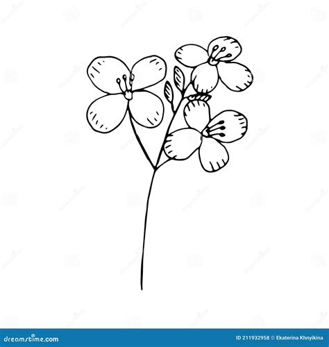 Mustard Flower Vector Illustration Clip Art Hand Drawing Sketch