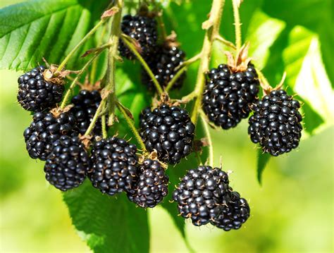 Triple Crown Blackberry Backyard Berry Plants
