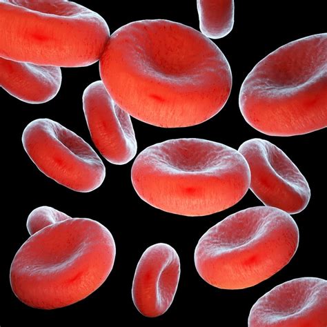 Érythrocytes Erythrocyte Globule Rouge Globules Rouges Hematie