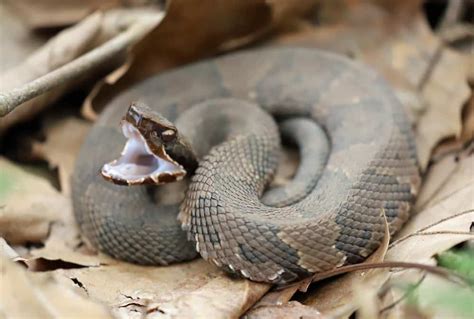 Discover When Texas Cottonmouths Are Most Active A Z Animals