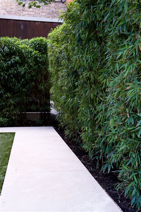 11 Sample Bamboo Trees For Privacy With Diy Home Decorating Ideas
