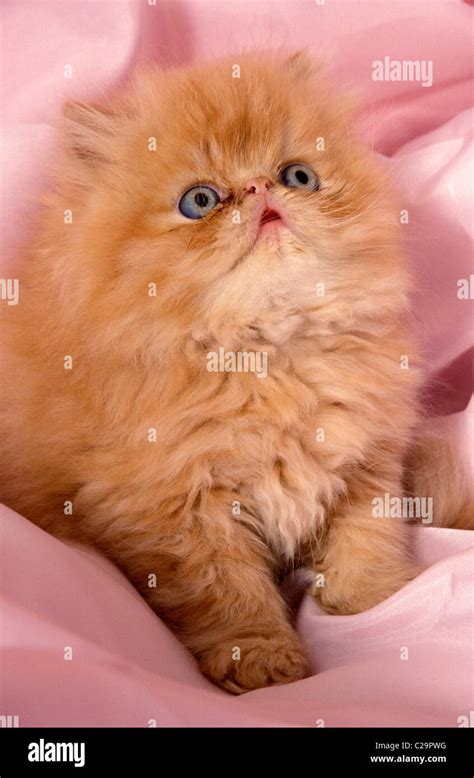 Ginger Persian Kitten Stock Photo Alamy