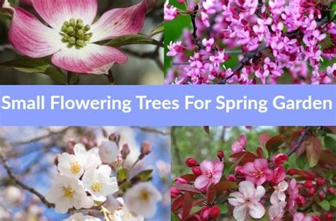 Top 10 Small Flowering Trees That Offer Wonderful Spring Blooms Home