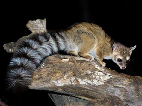 17 Best Images About Ringtail Az State Symbol On
