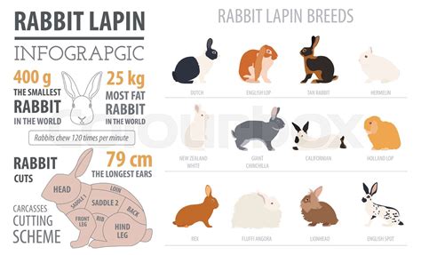 Rabbit Lapin Breed Infographic Template Flat Design Stock Vector