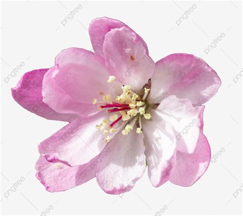 Cherry Blossom Flower Plant Cherry Blossoms Flowers Plant PNG