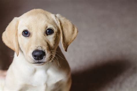 Female Yellow Lab Puppy Placed Puppy Steps Training