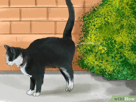 First thing in the morning. 3 Ways to Retrain a Cat to Use the Litter Box - wikiHow