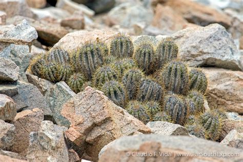 Atacama Desert Flora Botanical Trips Far South Expeditions