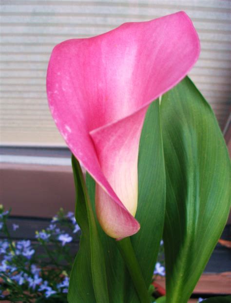 Potted Calla Lily Care Pink Calla Lilies Calla Lily Flowers Lily Care