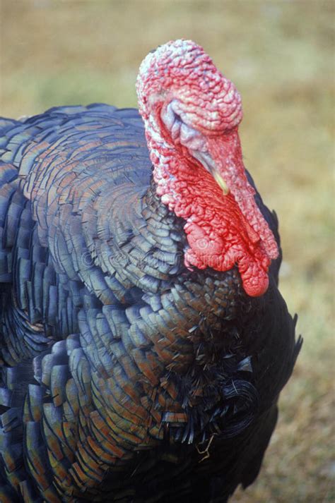 Close Up Of Wild Turkey Rooster Va Stock Photo Image Of Rural Bird