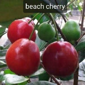 Jual Pohon Bibit Buah Beach Cherry Di Lapak Toko Salsabila Bukalapak
