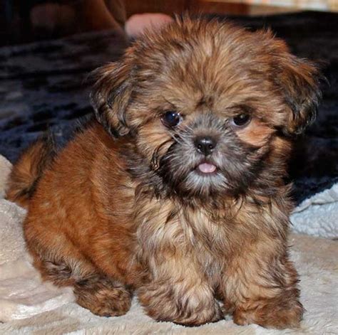 Join millions of people using oodle to find puppies for adoption, dog and puppy listings, and other pets adoption. Shih Tzu Puppy for Sale in South Florida