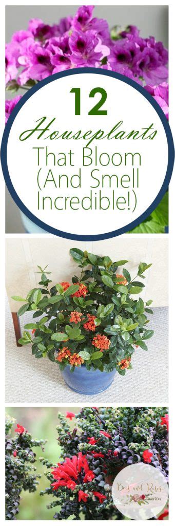 We did not find results for: 12 Houseplants That Bloom (And Smell Incredible!) ~ Page ...