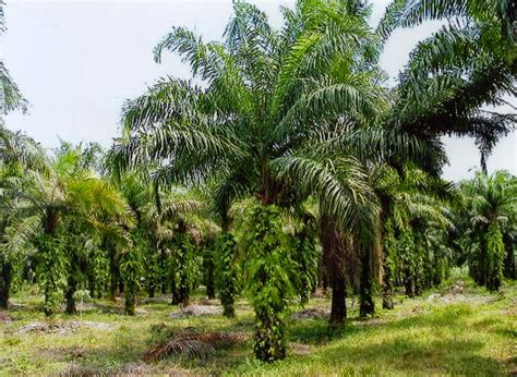 Klasifikasi Dan Morfologi Tanaman Kelapa Sawit Palm Trees Budidaya