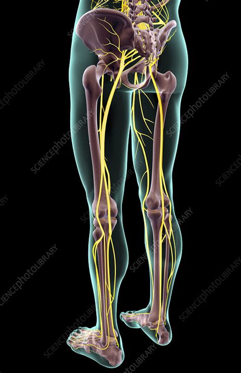 The Nerves Of The Lower Body Stock Image F0018417 Science Photo