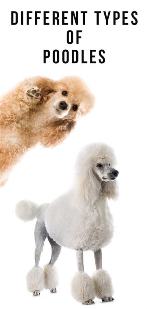 Different Types Of Poodles From Toy To Standard Size