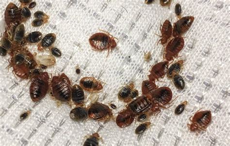 Bed bugs do not make a nesting infrastructure like ants or bees. How to get rid bed bug with bed bug killer sprays? | Best ...